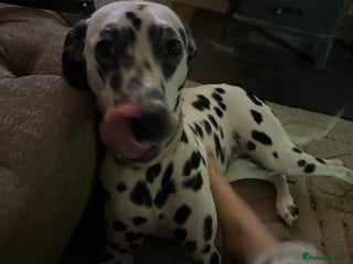 Dalmatian dogs Dalmatian female 10 months - Advert 11