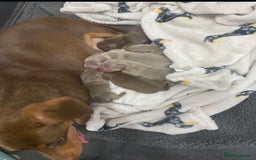 Miniature Dachshund dogs for sale: Miniature chocolate and tan dachshunds for sale  - Image 4