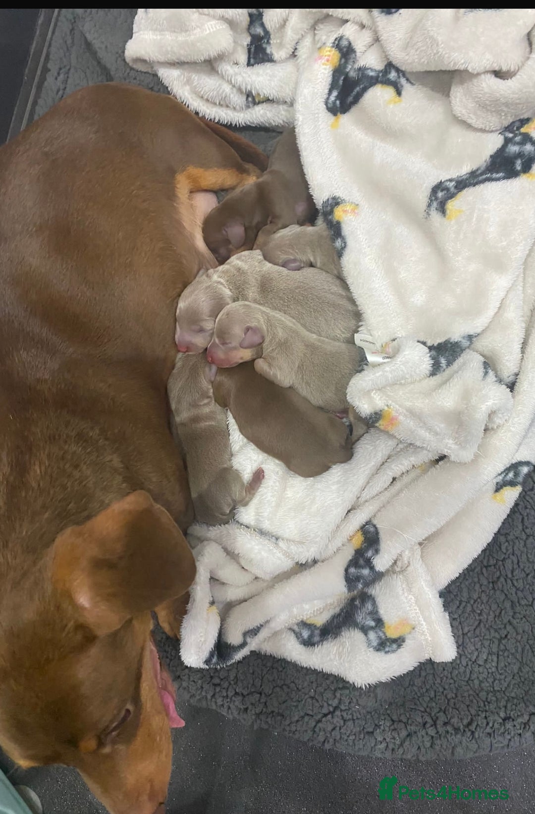 Miniature Dachshund dogs for sale: Miniature chocolate and tan dachshunds for sale  - Image 4