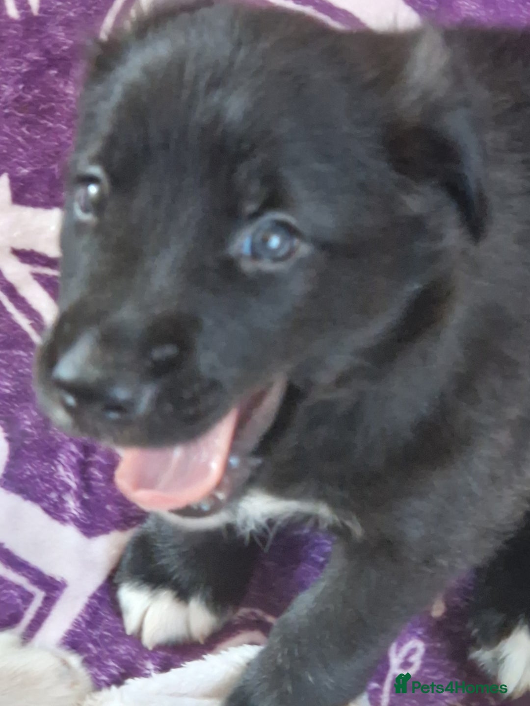 Mixed Breed dogs for sale: Beautiful Rough Collie/Border Collie puppies.  in Towcester - Image 14