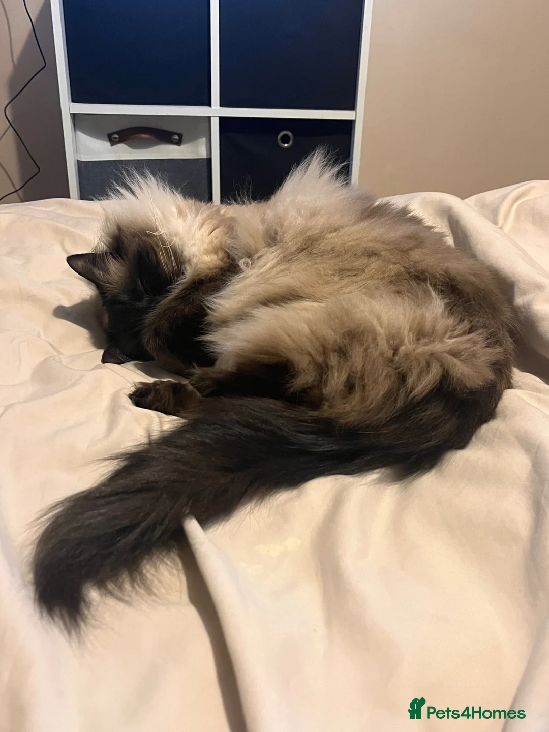 Ragdoll cats for sale: Beautiful Ragdoll looking for new home in Leicester - Advert 2