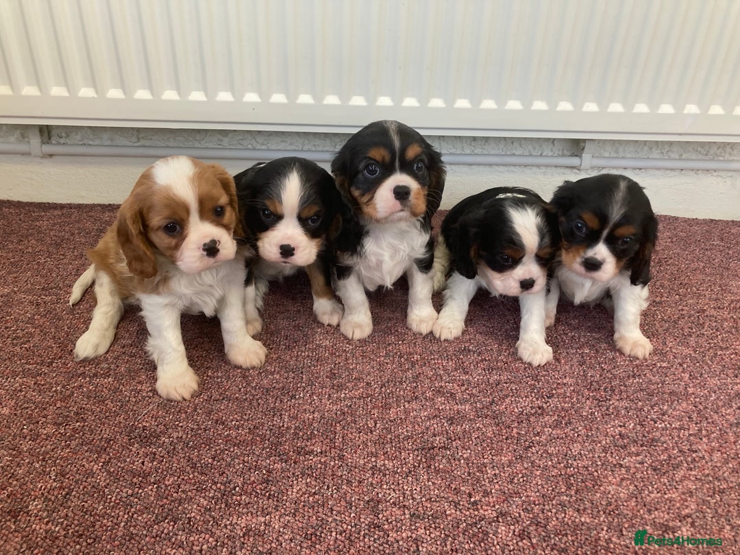 Cavalier King Charles Spaniel dogs for sale: Super tri/blenheim KC pups - health tested parents - Advert 9