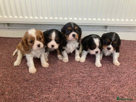 Cavalier King Charles Spaniel dogs Super tri/blenheim KC pups - health tested parents - Advert 4