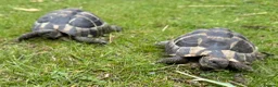 Tortoise reptiles for sale: Two hermans - Advert 9