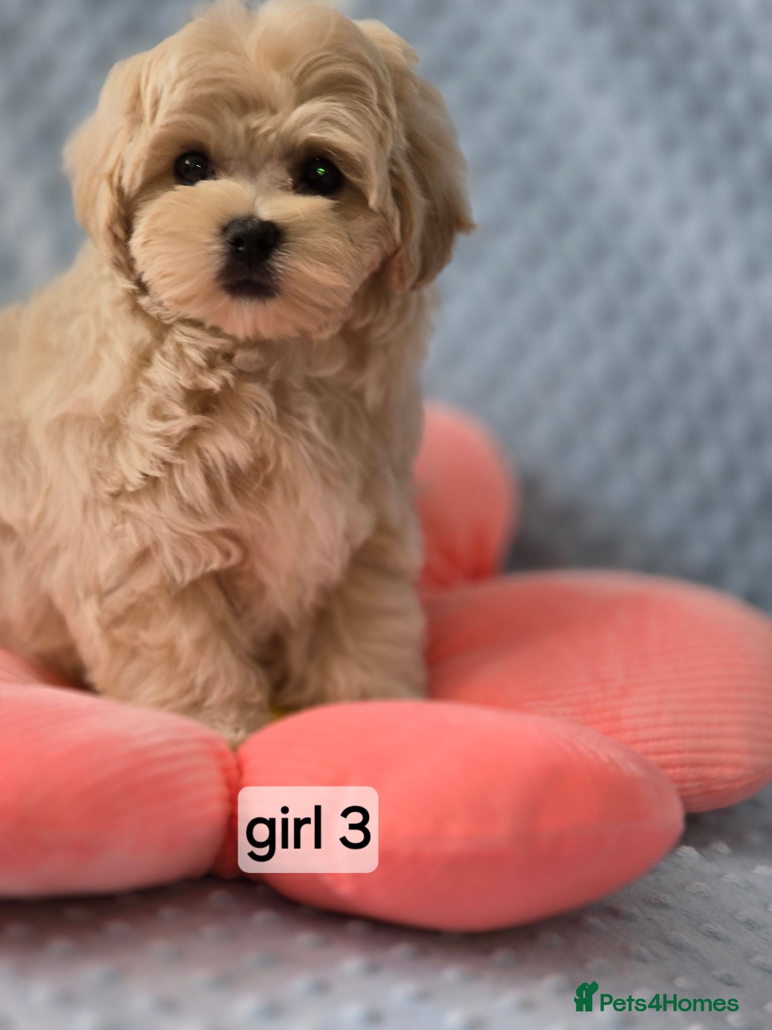 Maltipoo dogs  Beautiful  Maltipoo - Advert 2