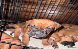 Boxer dogs for sale: 10 Boxer X Puppies - Ready 13th October - Image 33