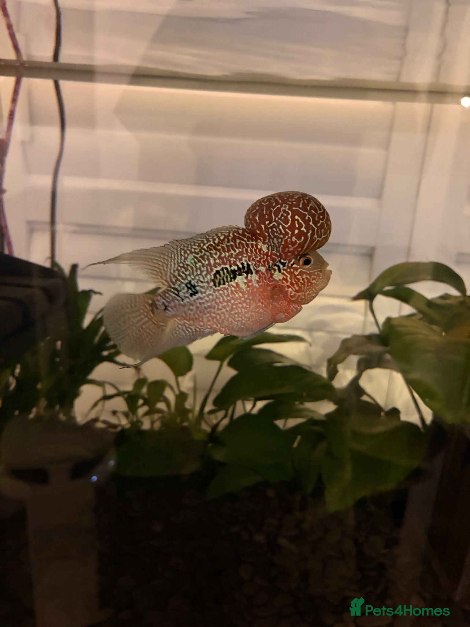 Cichlids fish Flowerhorn Cichlid  - Advert 4