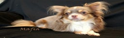 Chihuahua dogs for stud: Lilac and tan Russian import stud dog DNA tested in Rotherham - Advert 5