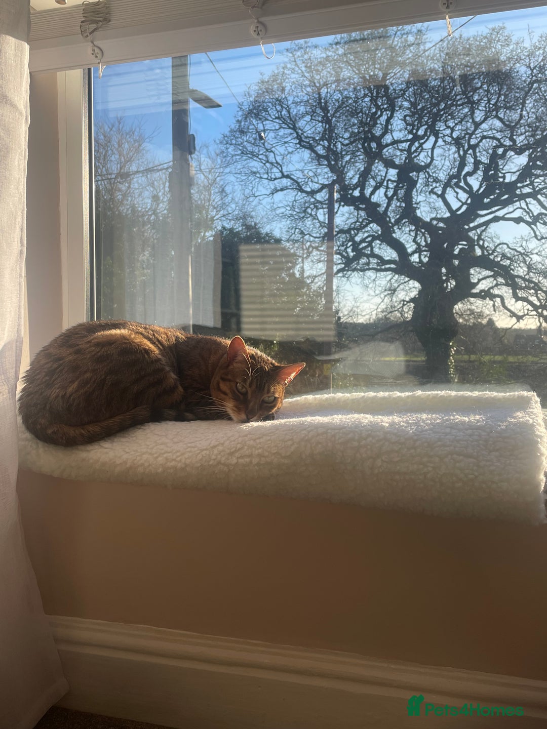 Bengal cats for sale: 5 year old bengal female looking for a new home - Image 2