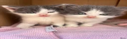 Domestic Shorthair cats for sale: 3 perfect moggys - Advert 8