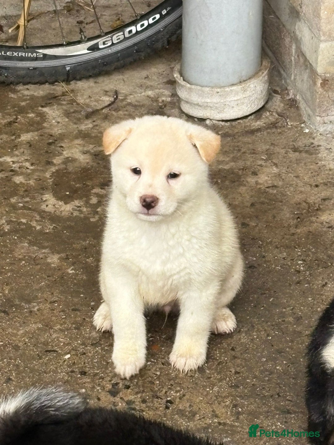 Japanese Shiba Inu dogs for sale: Multi champion Japanese Shiba Inu’s - Image 20