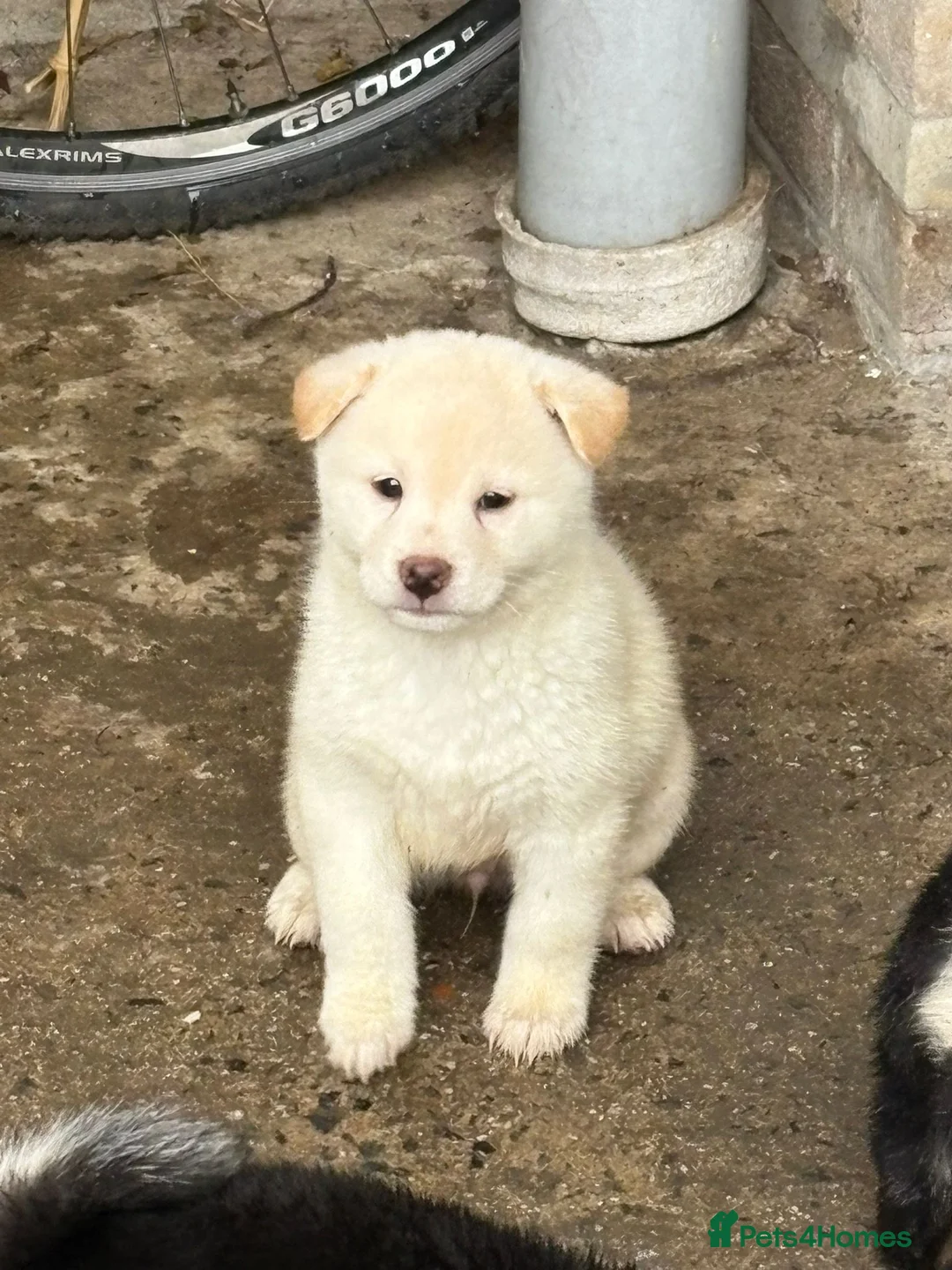 Japanese Shiba Inu dogs for sale: Multi champion Japanese Shiba Inu’s - Advert 2
