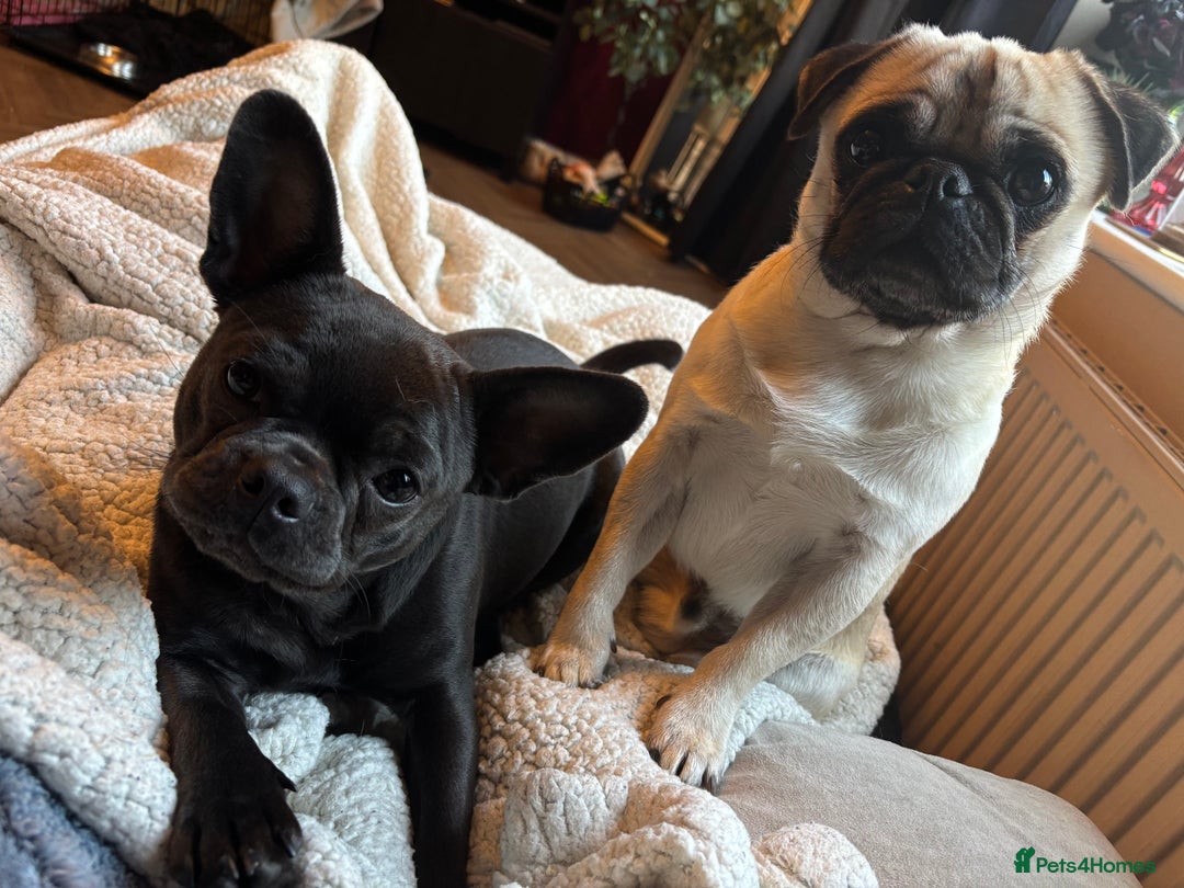 Mixed Breed dogs for sale: Puppies for sale - Advert 21