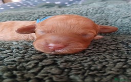 Cockapoo dogs for sale: READY NOW 5* F2B Apricot Merle Cockapoos - Image 22