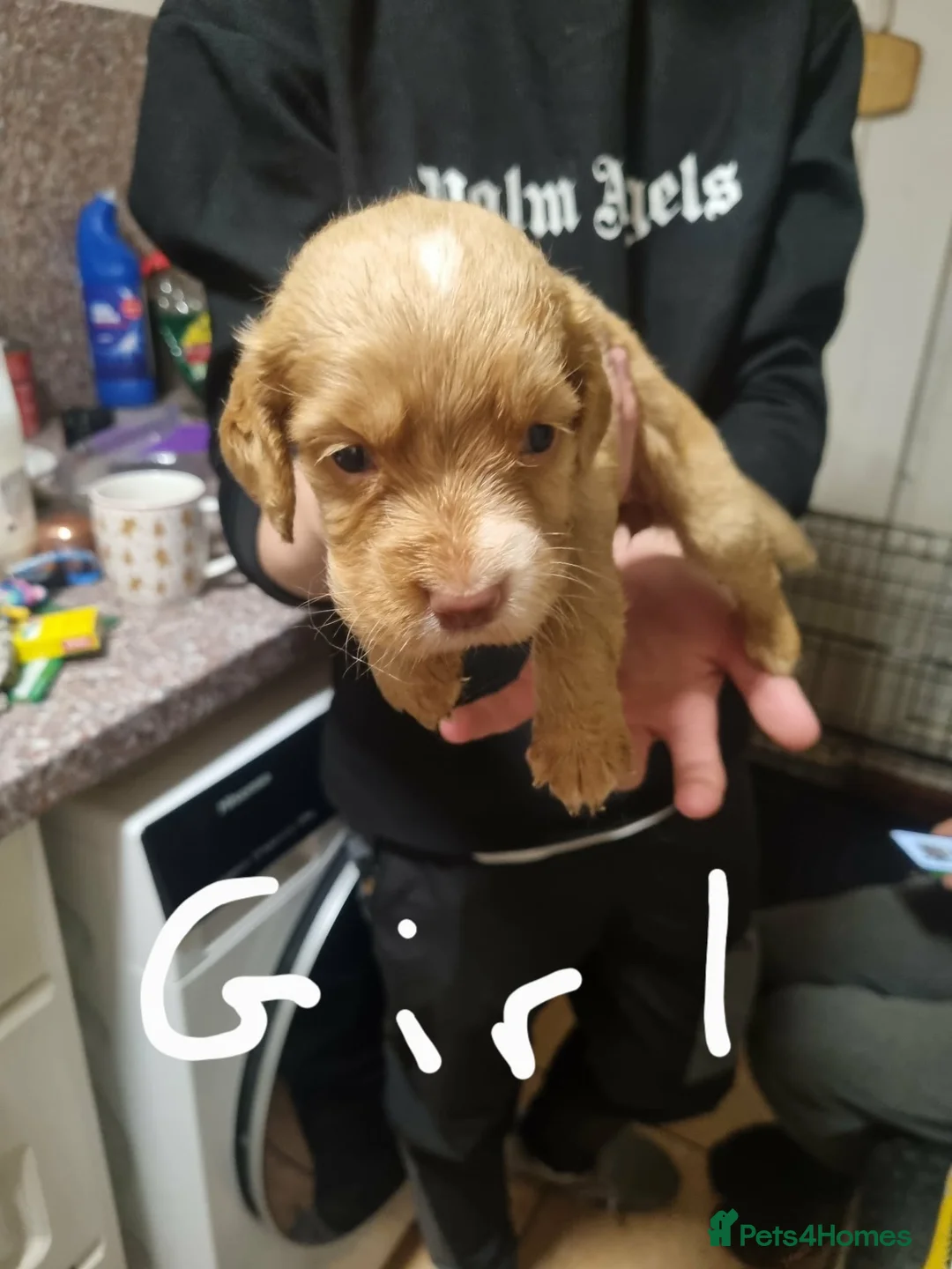 Cocker Spaniel dogs for sale: Cocker spaniels for sale - Advert 2