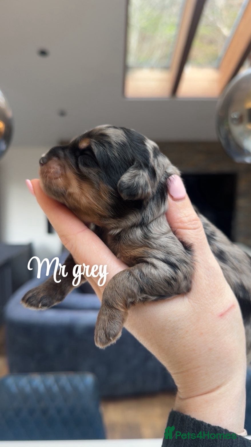 Bernedoodle dogs Merle, Black & Tan Mini Outstanding Bernedoodles - Advert 12