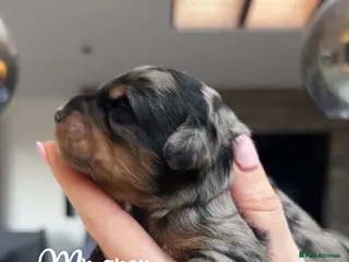 Bernedoodle dogs Merle, Black & Tan Mini Outstanding Bernedoodles - Advert 12