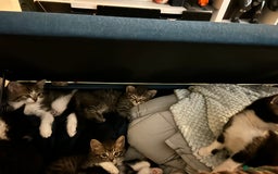 Mixed Breed cats for sale: 5 kittens for Sale - Image 13
