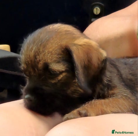 Border Terrier dogs - Advert 1