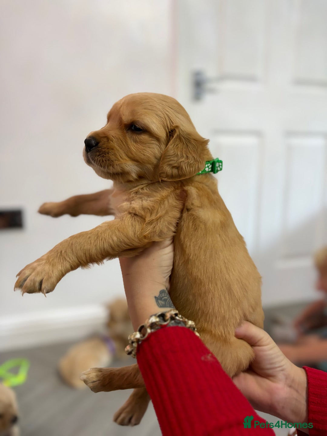 Golden Retriever dogs for sale: KC, Extensively health tested goldens boy and girl - Image 17