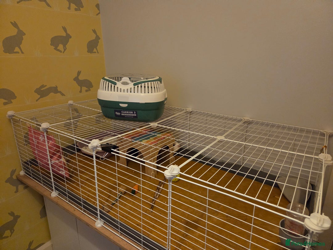 Guinea Pig rodents for sale: Two Beautiful Female Guinea Pigs - Advert 10