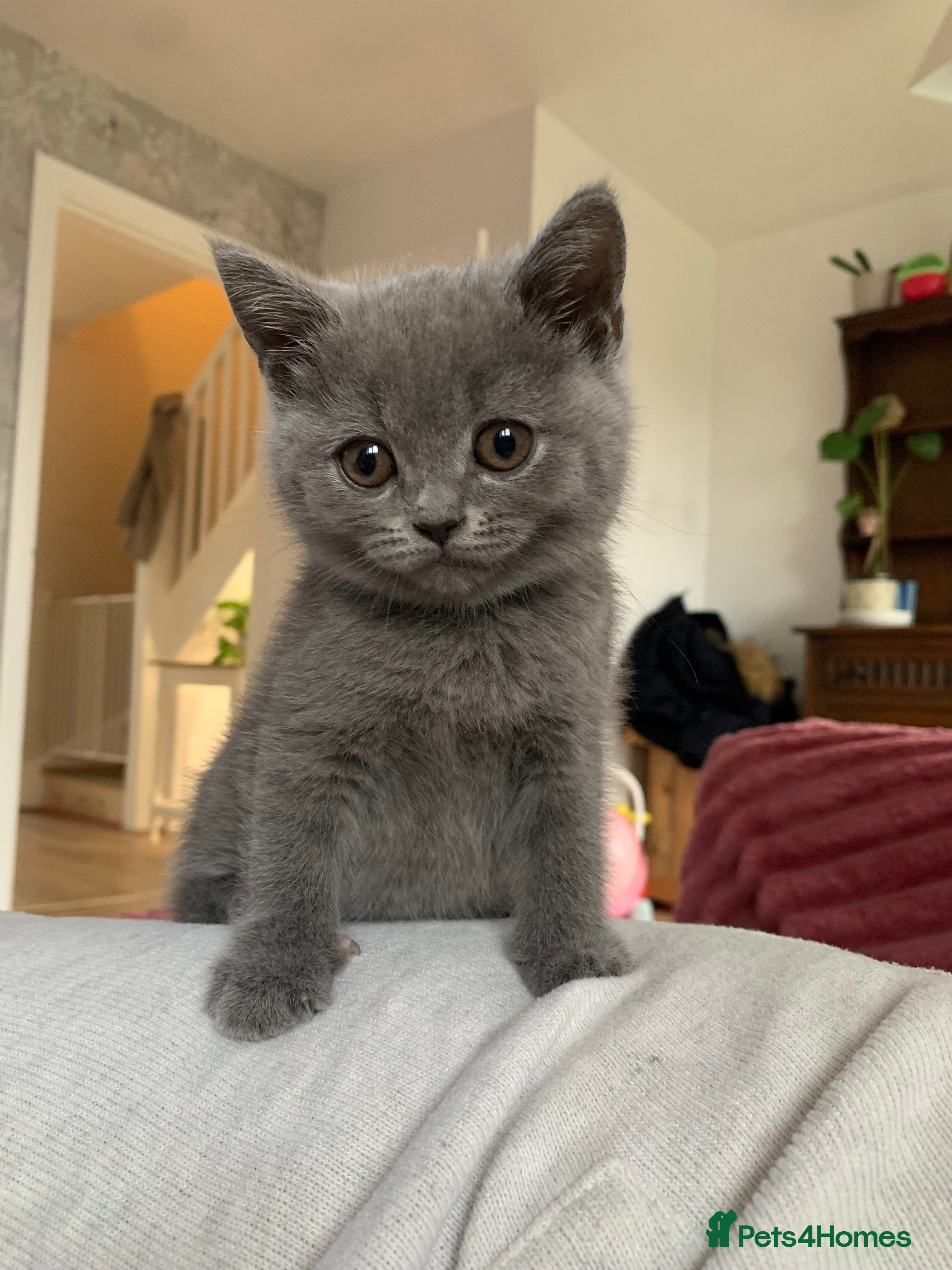 British Shorthair cats Make British blue  - Advert 1