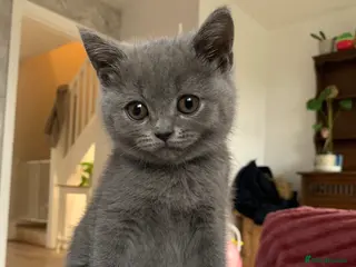 British Shorthair cats Make British blue - Advert 14