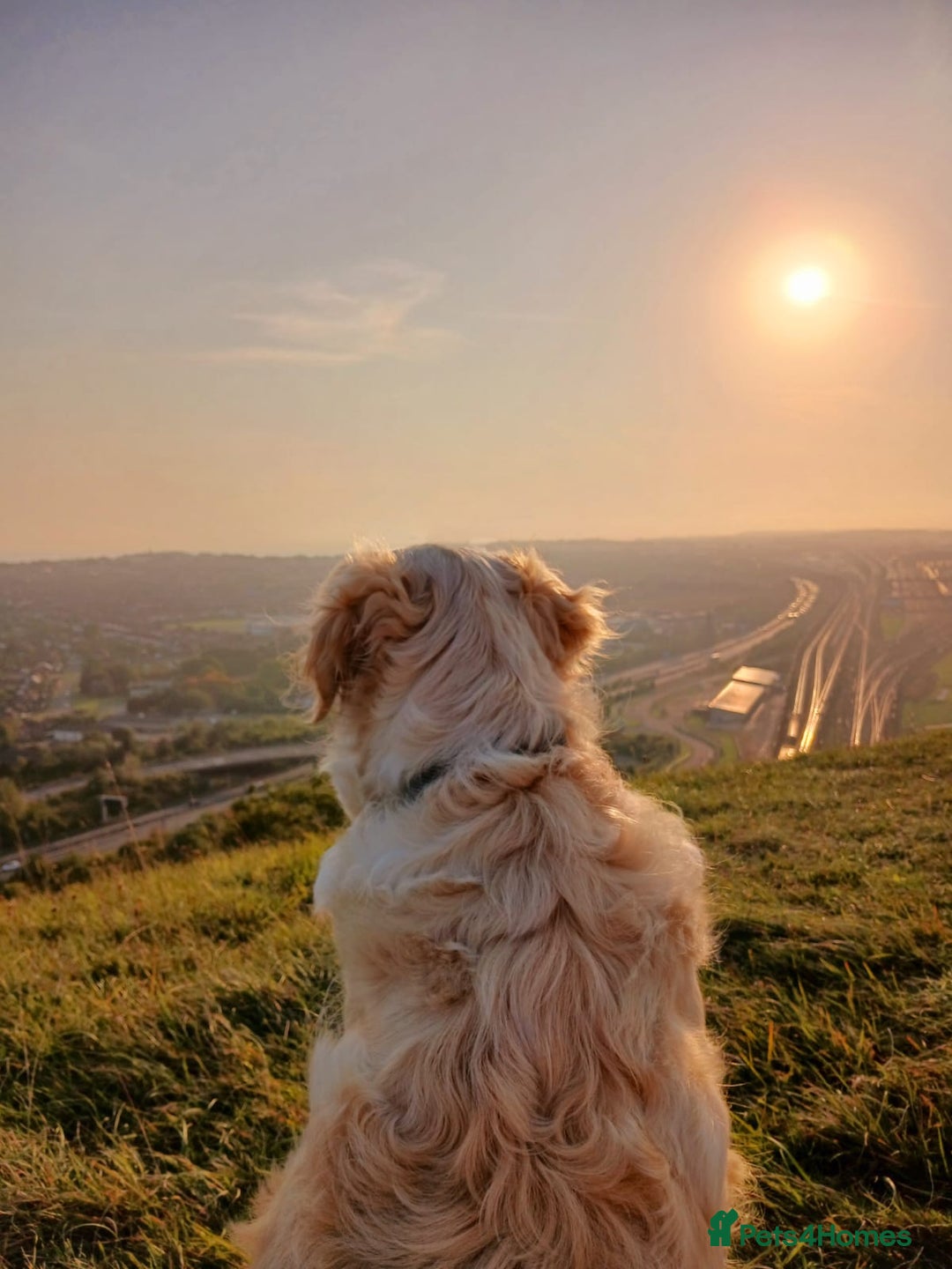 Golden Retriever dogs for sale: Gorgeous Golden Retriever  - Advert 3