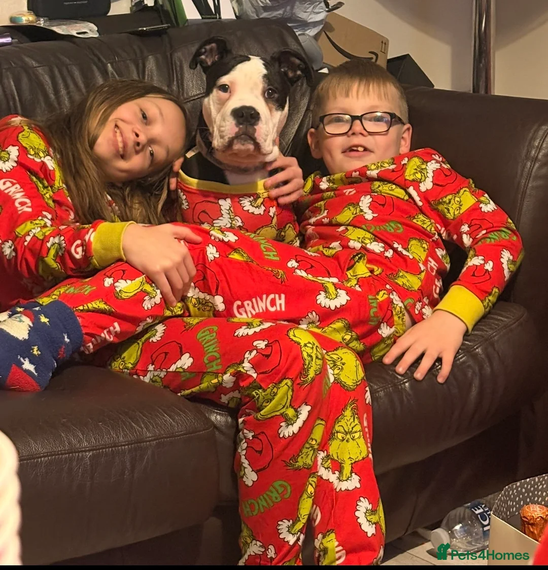 Mixed Breed dogs for sale: American bulldog X English bulldog in Hereford - Advert 4