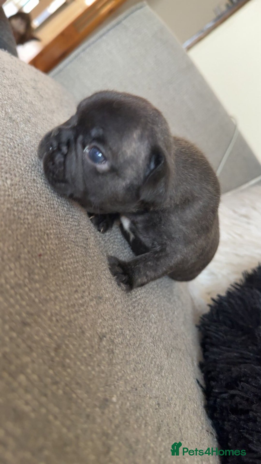 French Bulldog dogs for sale: Frenchbull dogs for sale  - Image 9