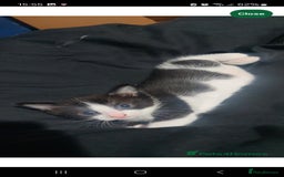 Turkish Van cats for sale: Kittens for sale  - Image 7