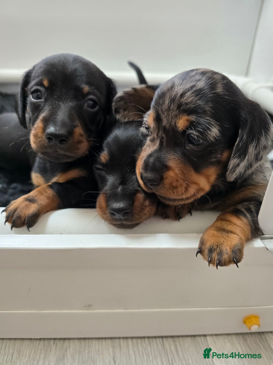 Miniature Dachshund dogs for sale: KC Miniature Dachshund Pups  - Image 23