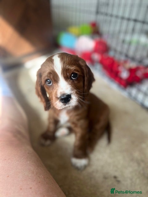 Cavapoo dogs 2 Girls and 1 Boy left - Advert 14