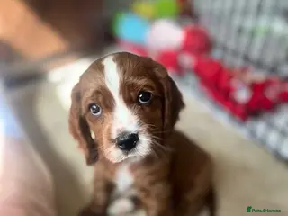 Cavapoo dogs 2 Girls and 1 Boy left - Advert 14