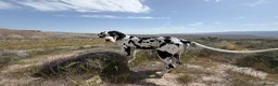 Great Dane dogs for stud: Karl the Great Dane for stud  - Advert 3