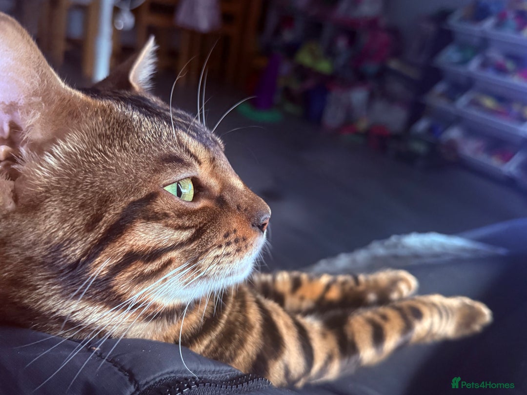 Bengal cats for sale: Pedigree Bengal Kitten 💙 - Advert 7