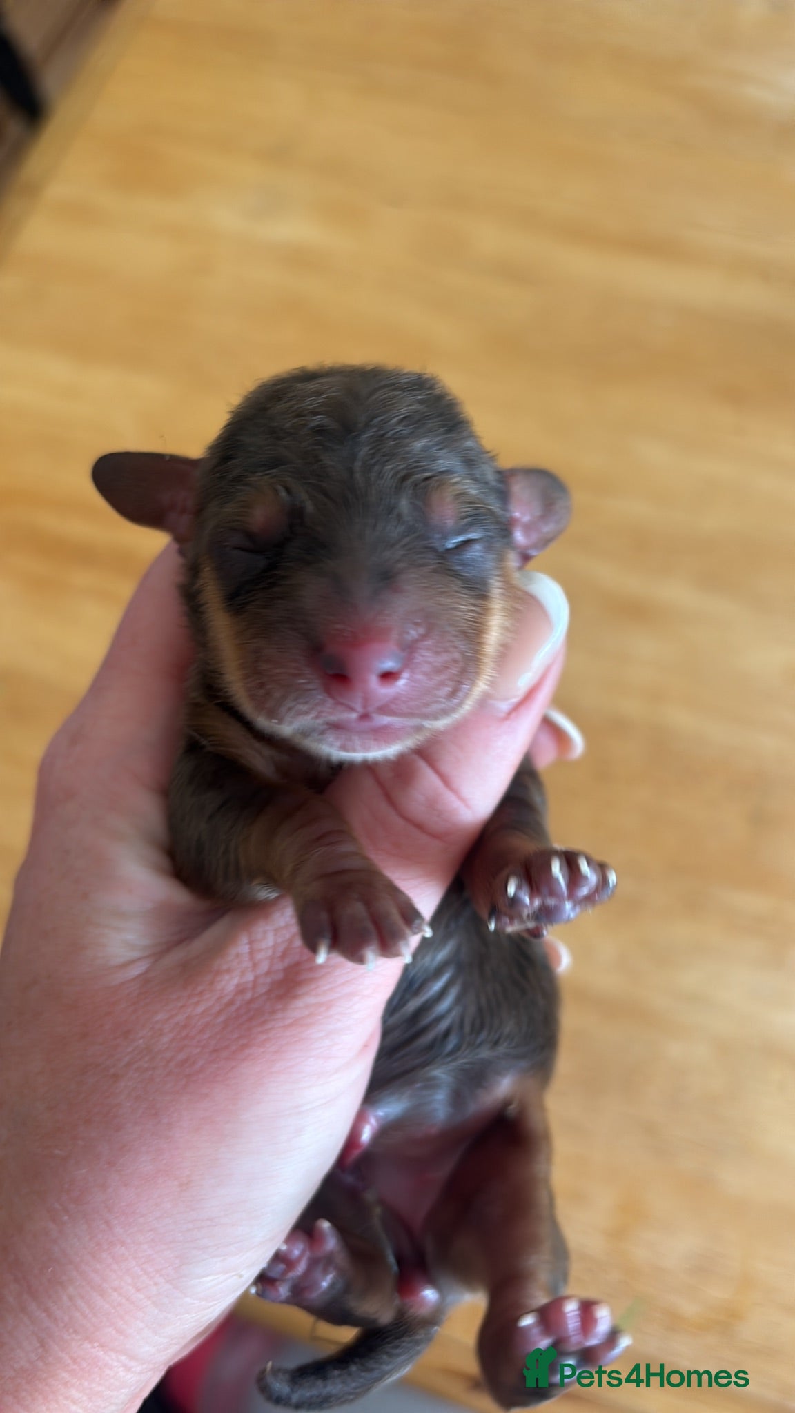 Dachshund dogs BEAUTIFUL MINI DACHSHUNDS PRA CLEAR & KC REG - Advert 2