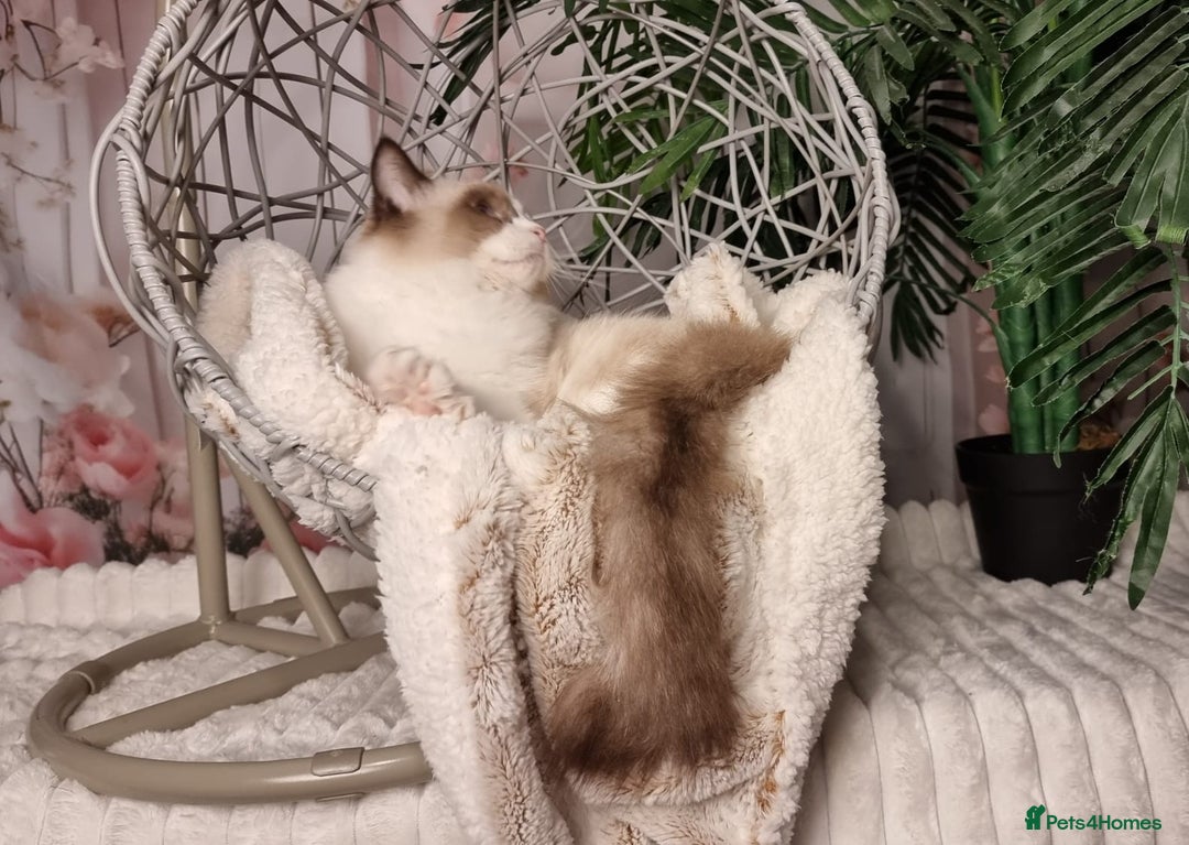 Ragdoll cats for sale: Quality Tica reg Ragdoll kittens  - Image 27