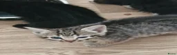 Mixed Breed cats for sale: Bengal Cross last Kitten remaining  - Advert 5