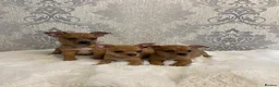 Chihuahua dogs for sale: Merle chihuahua puppy’s  - Advert 1