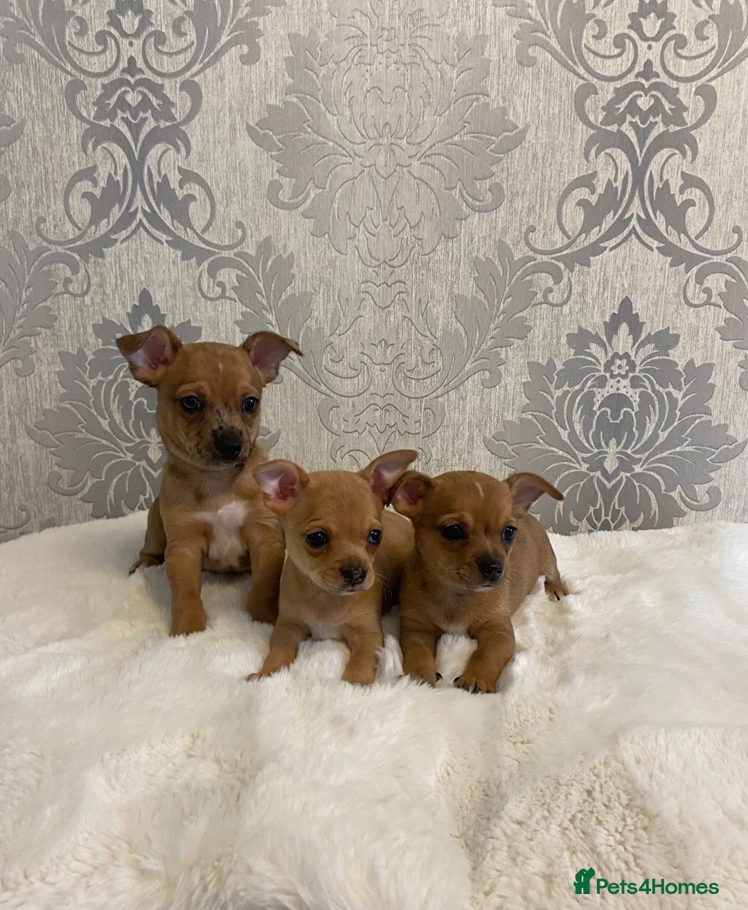 Chihuahua dogs for sale: Merle chihuahua puppy’s  - Advert 1