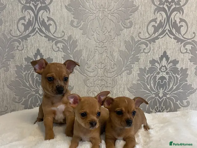 Chihuahua dogs Smooth Coat Chihuahua puppies - Advert 17