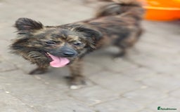 Mixed Breed dogs for adoption: 💖🐶 TWIGGY 🐶💖 - Image 11