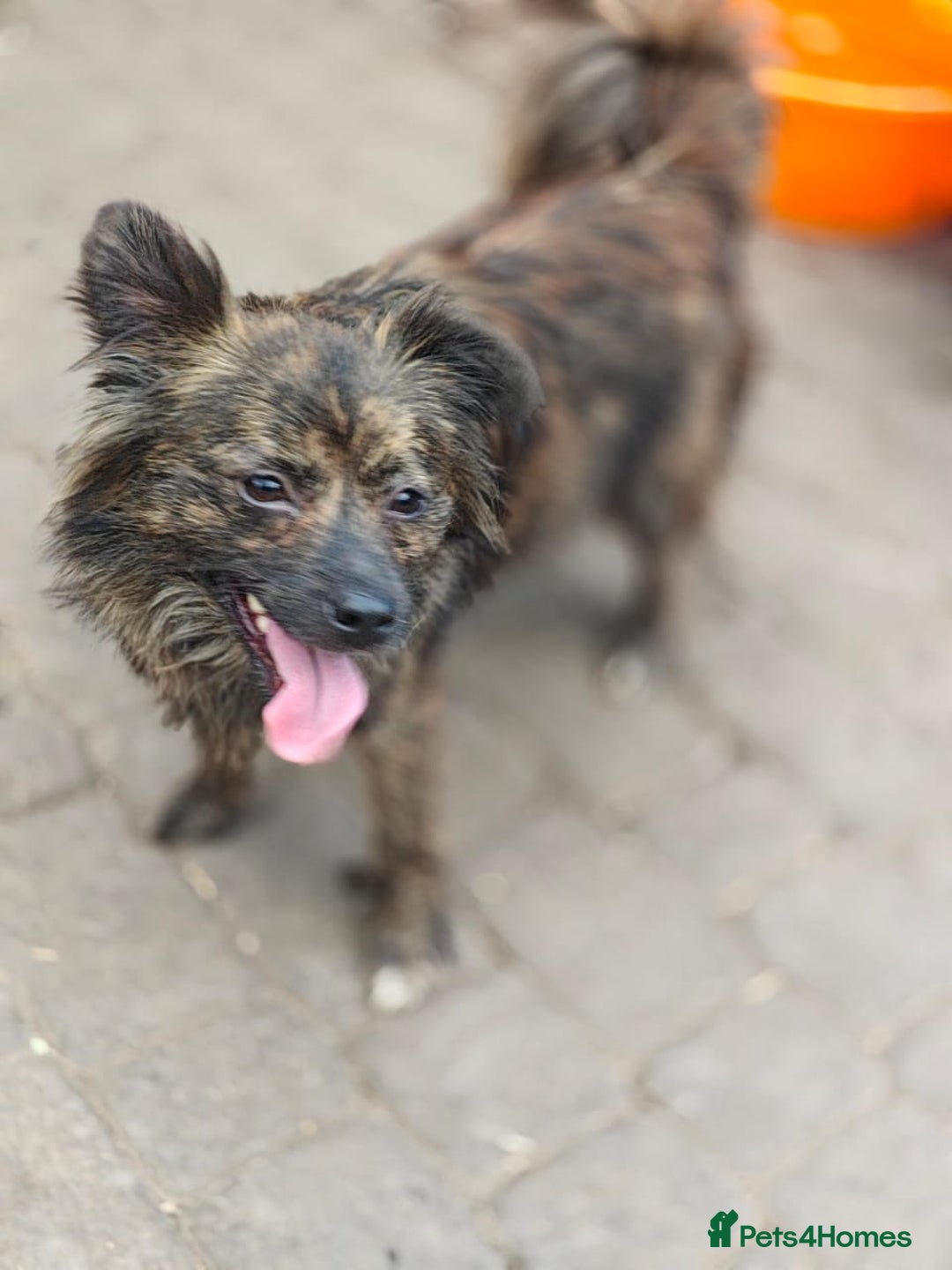 Mixed Breed dogs for adoption: 💖🐶 TWIGGY 🐶💖 - Image 11