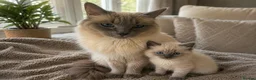 Birman cats for sale: Birman Kittens - Advert 10