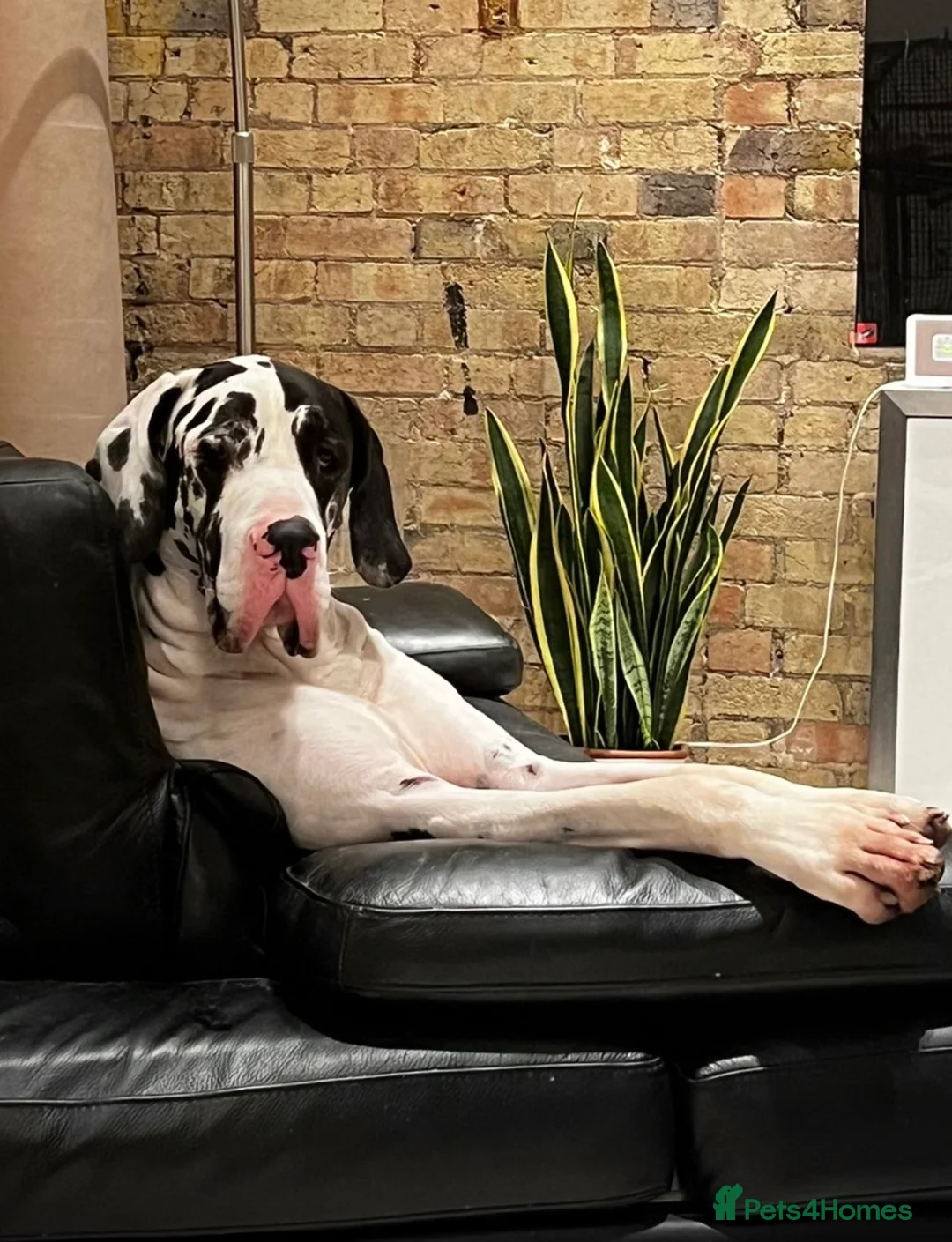 Great Dane dogs for stud: Karl the Great Dane for stud  in London - Advert 5