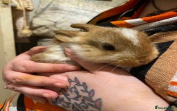 Netherland Dwarf rabbits for sale: Netherland Dwarf / Minilop  - Image 2