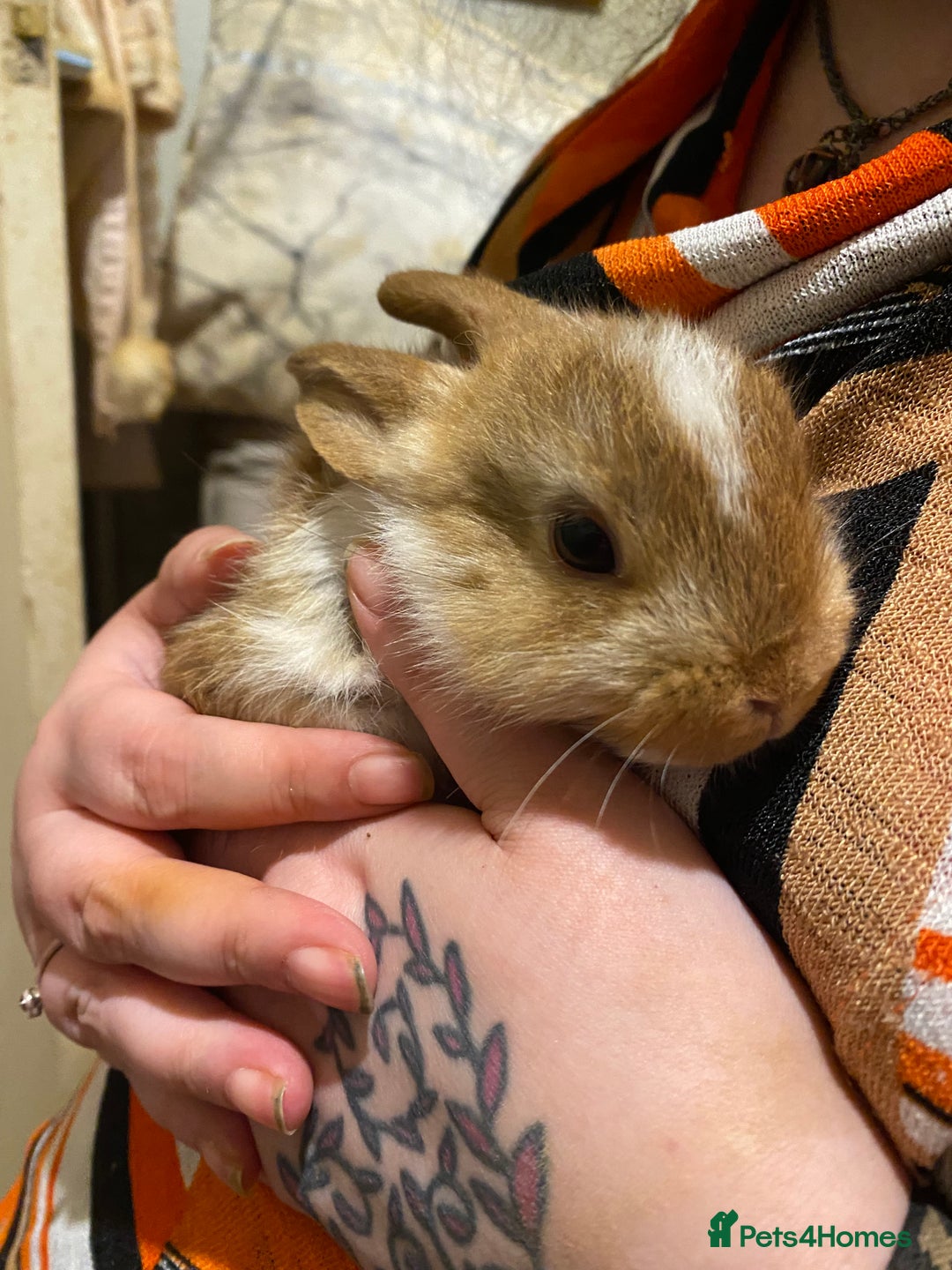 Netherland Dwarf rabbits for sale: Netherland Dwarf / Minilop  - Image 2