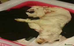 Maltese dogs for sale: Adorable Maltese puppies - Image 22