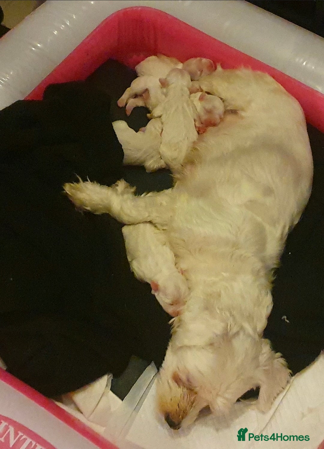 Maltese dogs for sale: Adorable Maltese puppies - Image 22